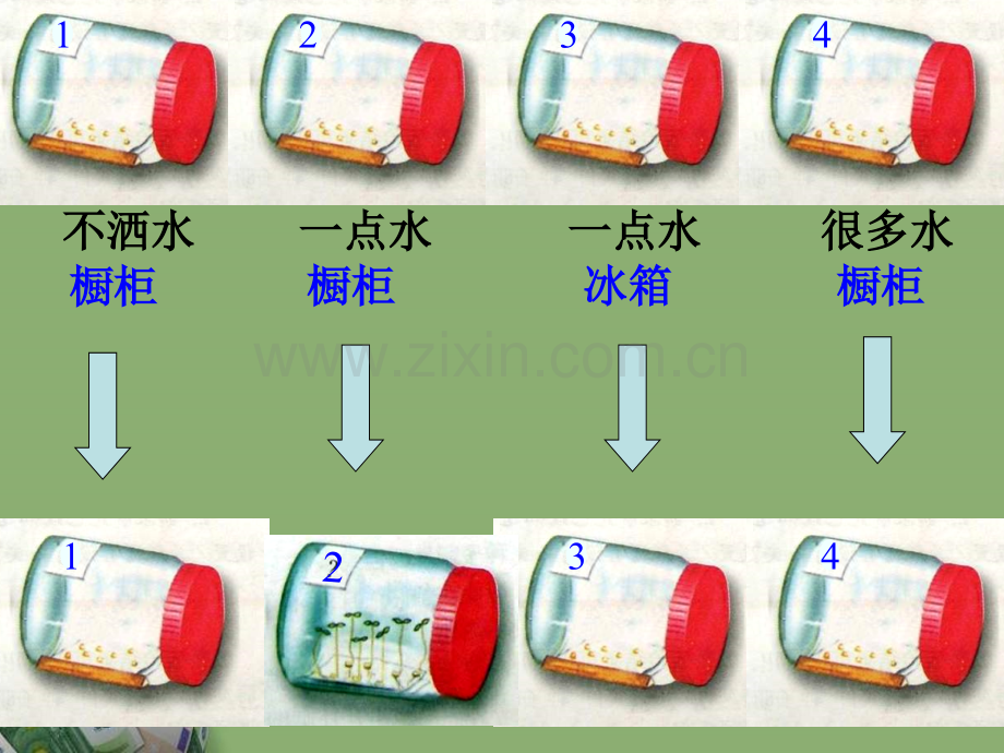 新人教版七级生物上册种子的萌发.pptx_第3页