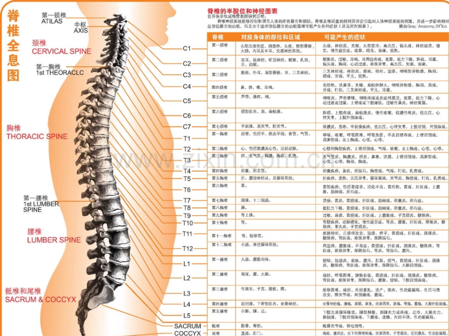 针灸人体穴位图大全.pptx_第2页