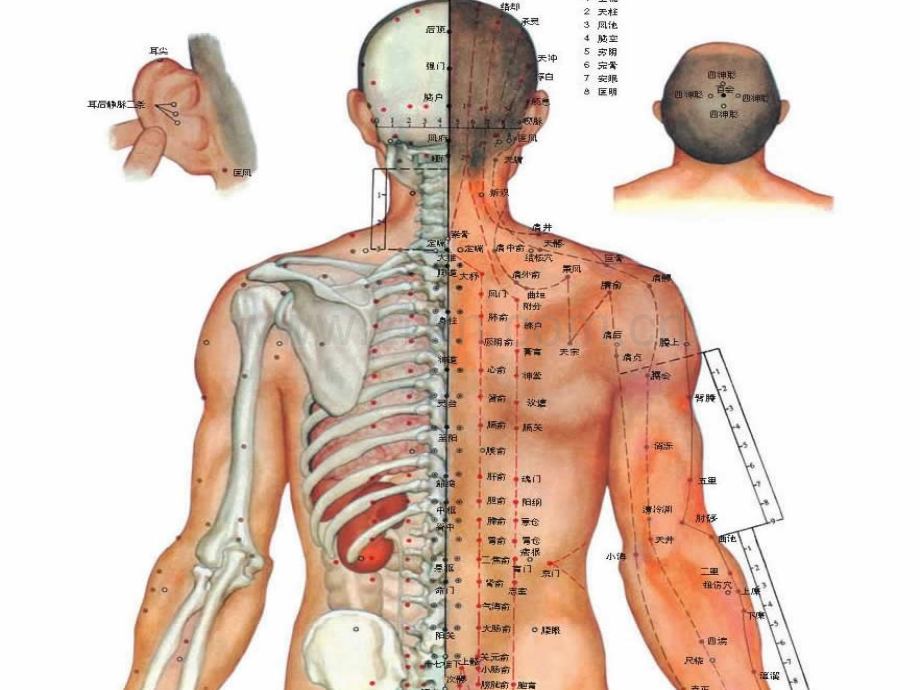 针灸人体穴位图大全.pptx_第3页