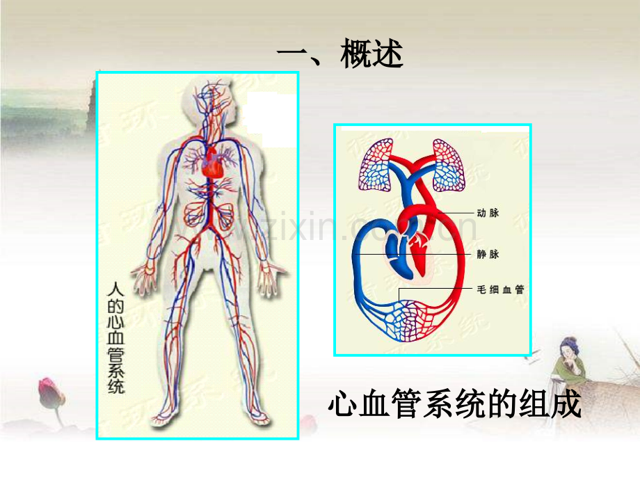 药物对心血管系统的毒性作用.ppt_第2页