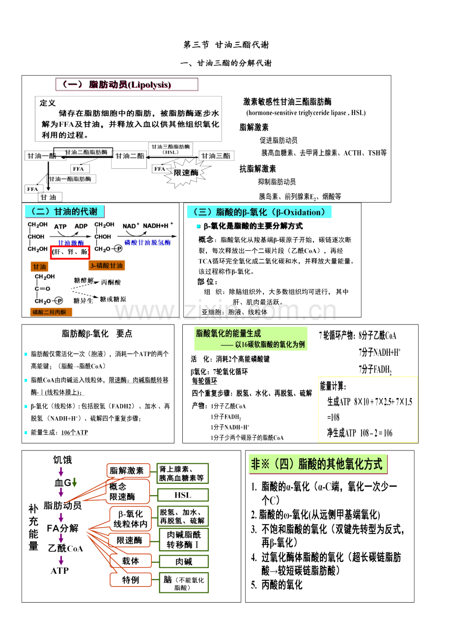 生物化学与分子生物学—脂类代谢.doc_第2页