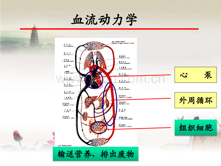 血流动力学与氧代谢监测.ppt_第2页