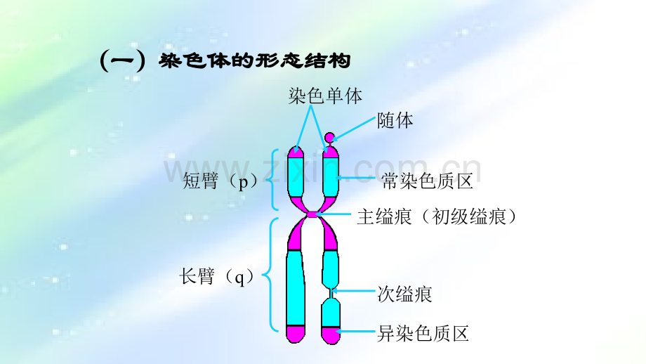 染色体的形态和结构.ppt_第3页