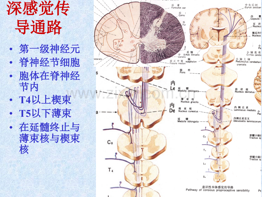 中枢神经的传导通路1.pptx_第3页