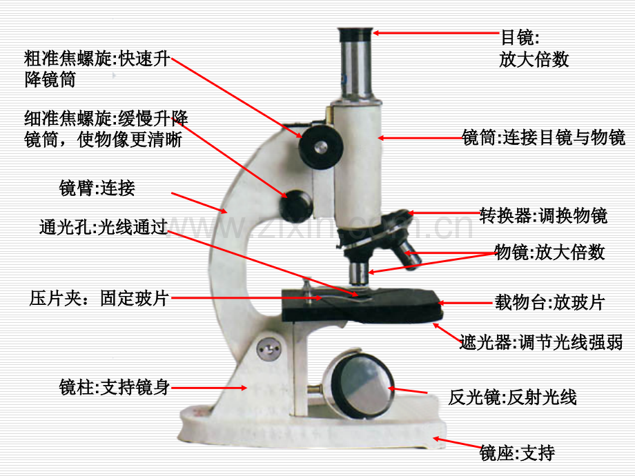 显微镜的使用.pptx_第1页