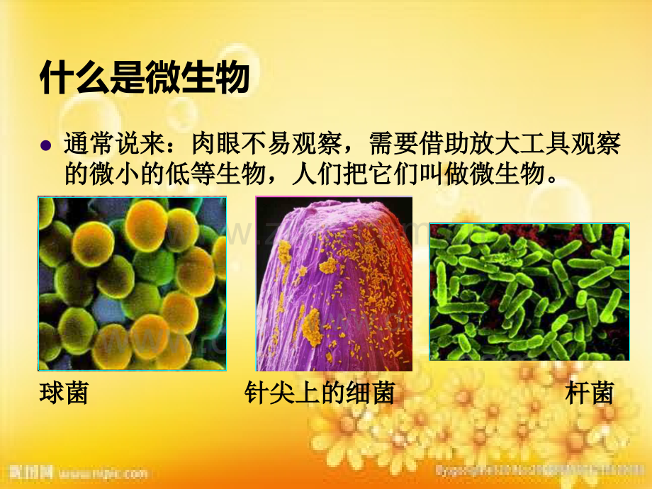 有趣的微生物.ppt_第2页