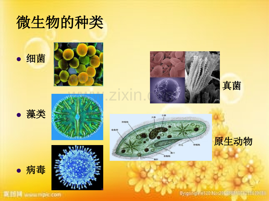 有趣的微生物.ppt_第3页