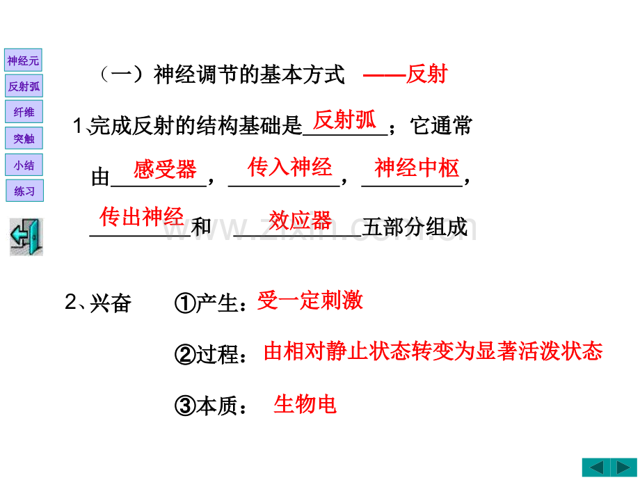 通过神经系统调节讲课.pptx_第1页