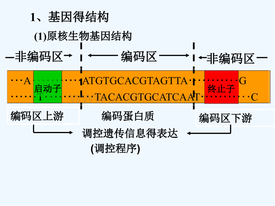 高中生物基因工程的基本操作程序课件新人教版选修-PPT.pptx_第2页