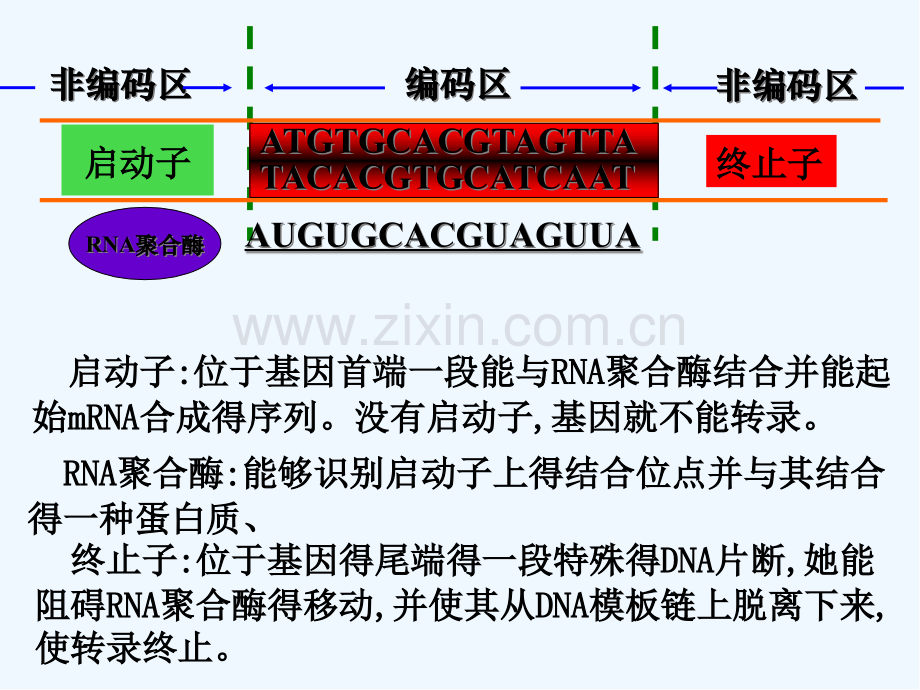 高中生物基因工程的基本操作程序课件新人教版选修-PPT.pptx_第3页