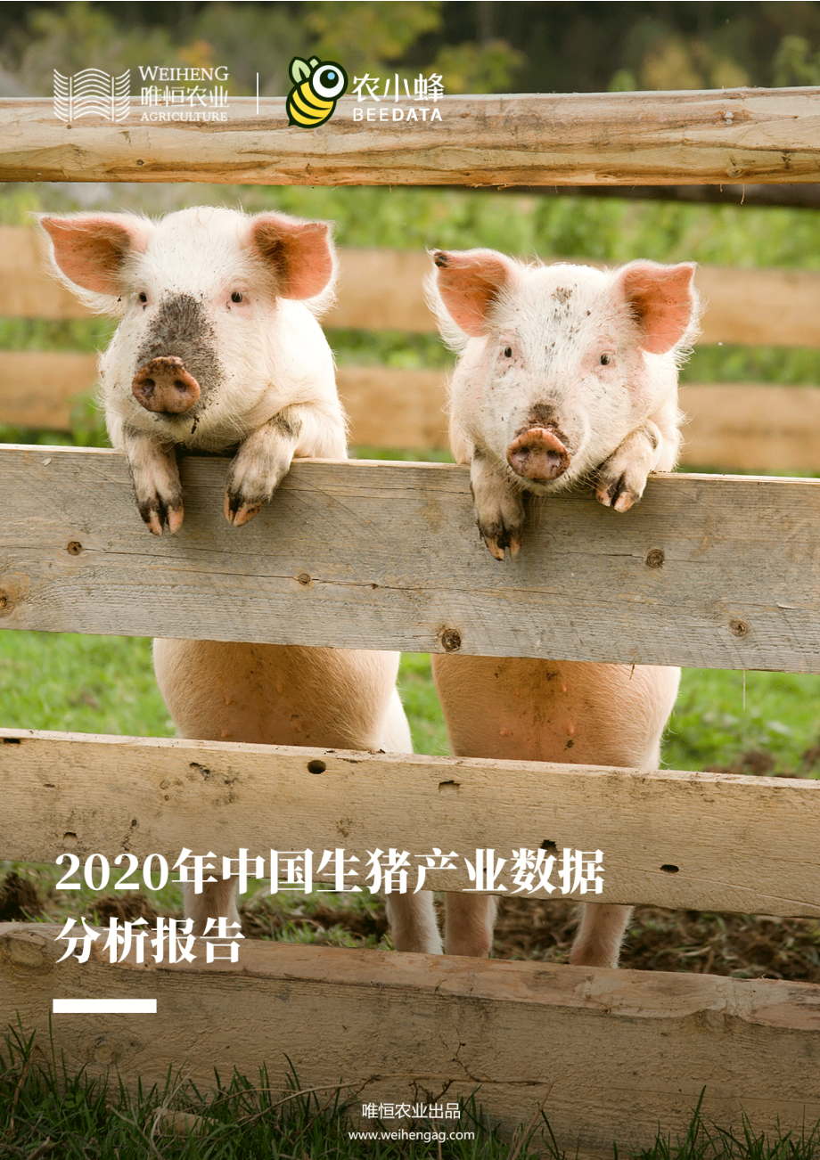 2020年中国生猪产业数据分析报告.pdf_第1页