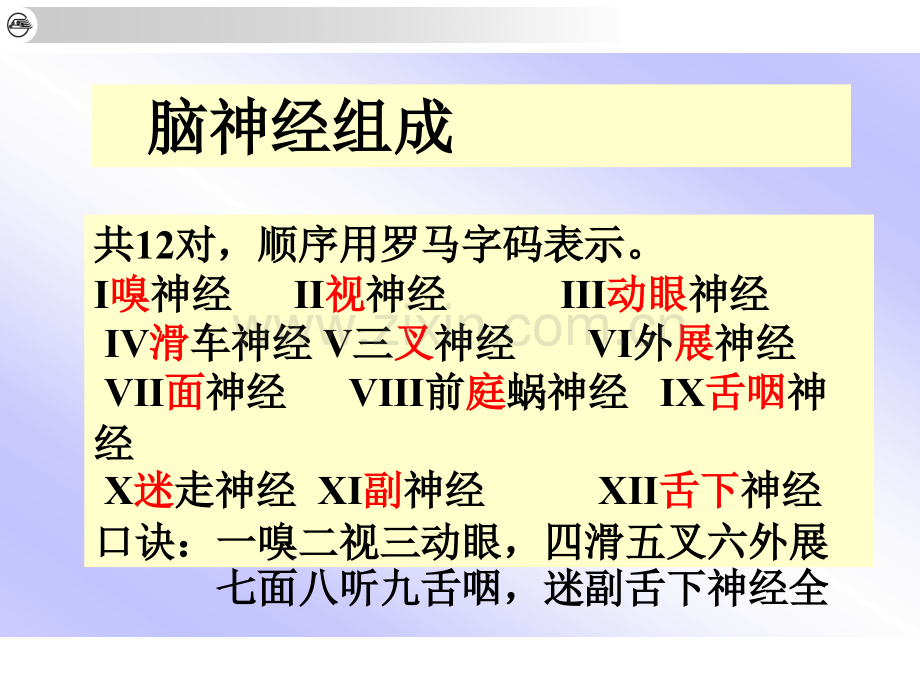 12对脑神经.pptx_第2页