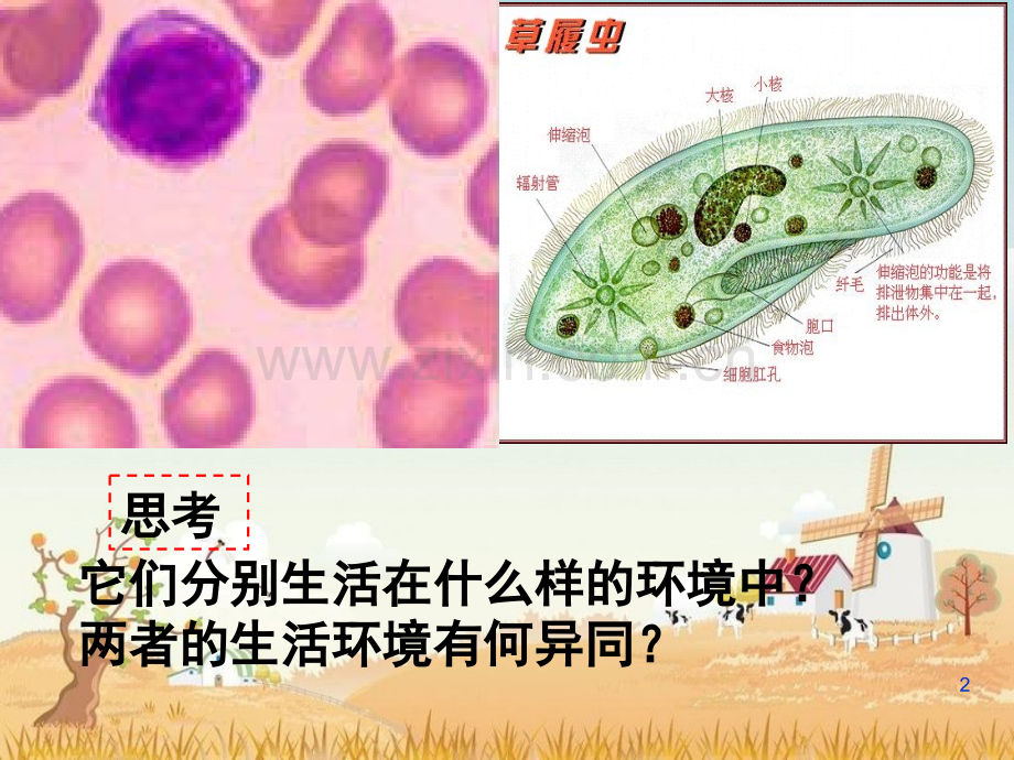 人教版教学人体的内环境与稳态共36张.pptx_第2页