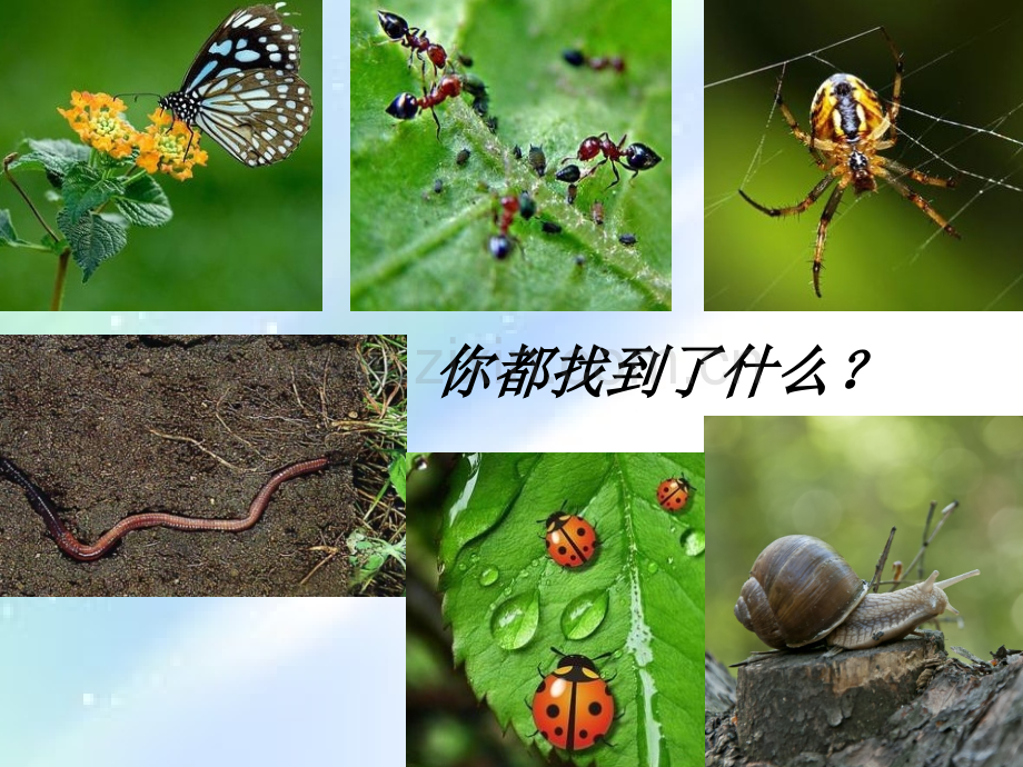 校园里的小动物.ppt_第2页