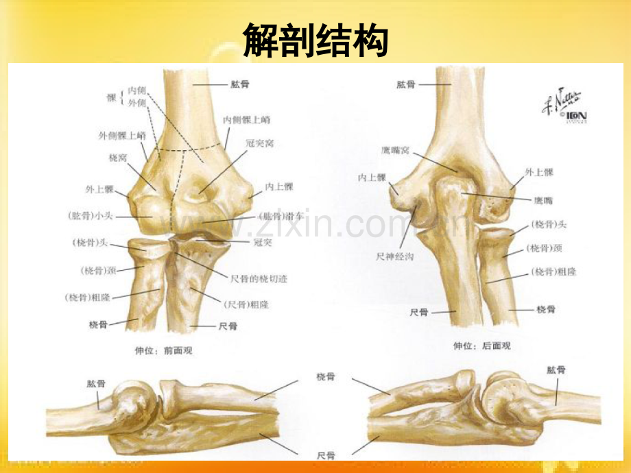 肘关节的X线常用测量及诊断分析.ppt_第2页