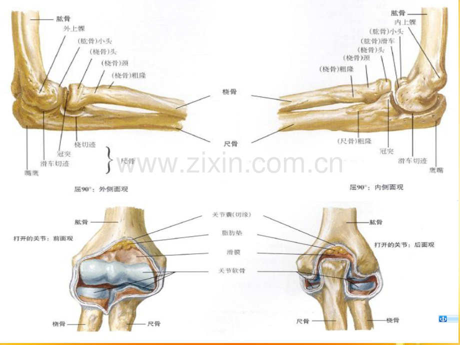 肘关节的X线常用测量及诊断分析.ppt_第3页