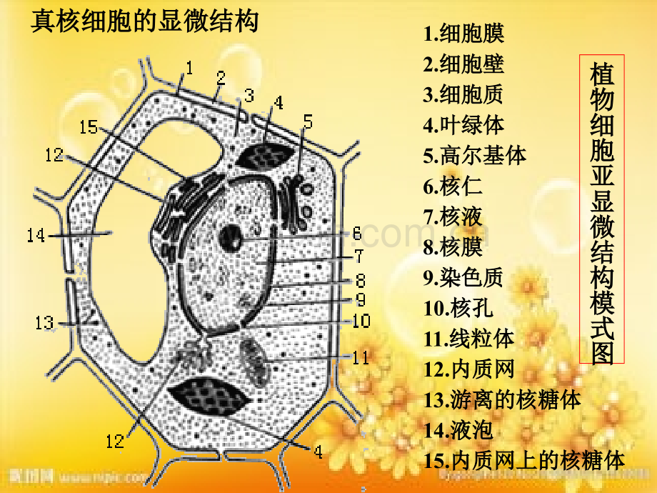 高中生物——细胞结构功能图-PPT.ppt_第2页