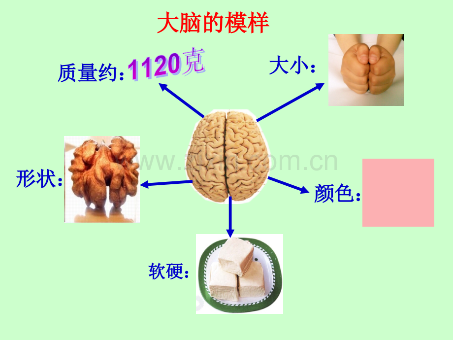 五年级科学大脑.pptx_第3页