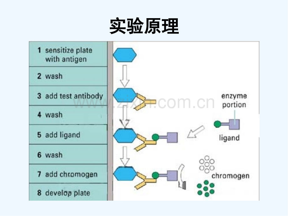 硕士高级免疫学实验技术.pptx_第2页