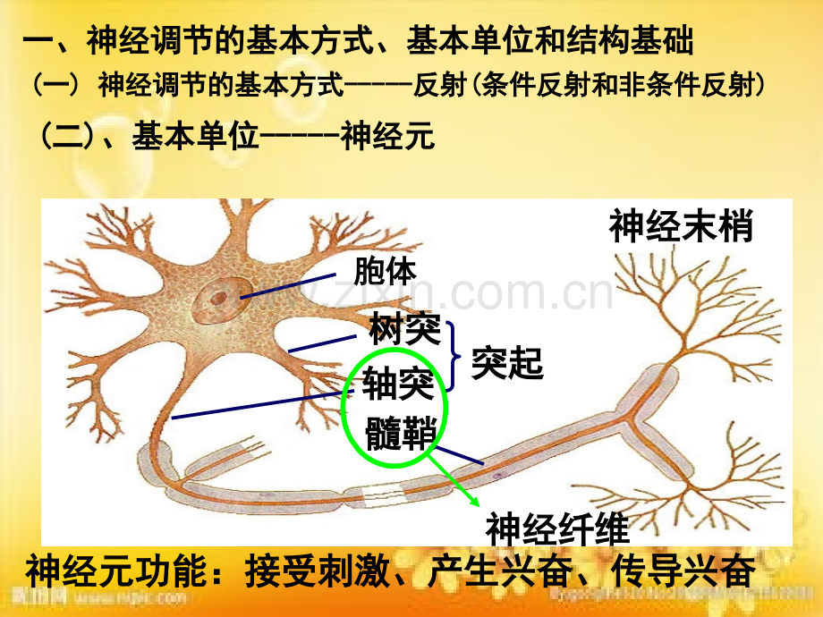 神经调节-一轮复习课件.ppt_第2页