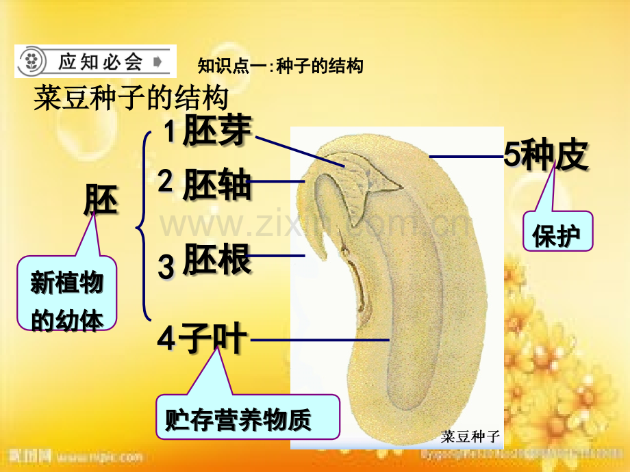 绿色植物的一生.ppt_第2页