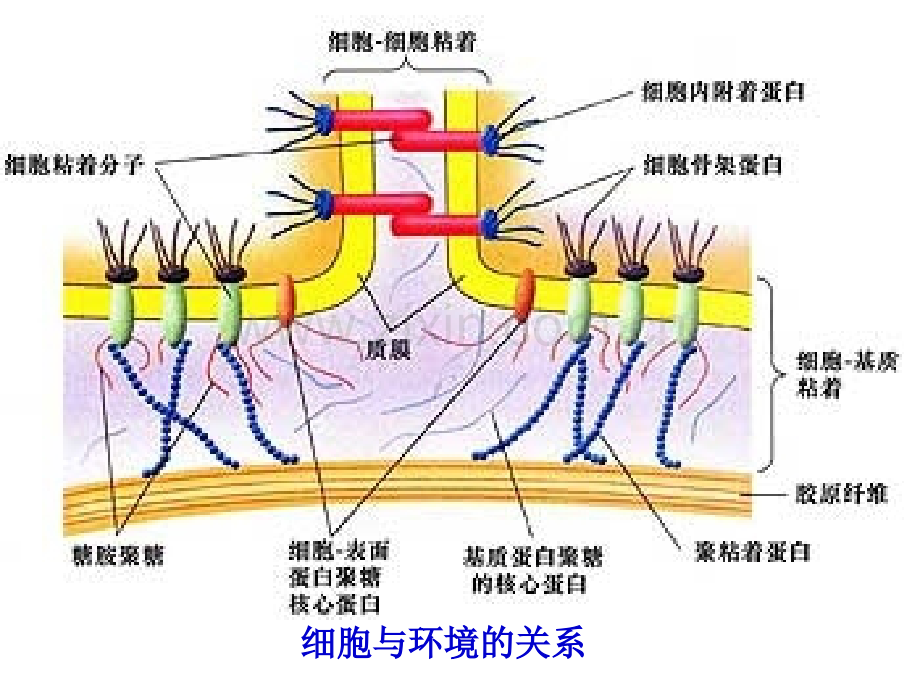 细胞生物学细胞环境与互作.pptx_第3页