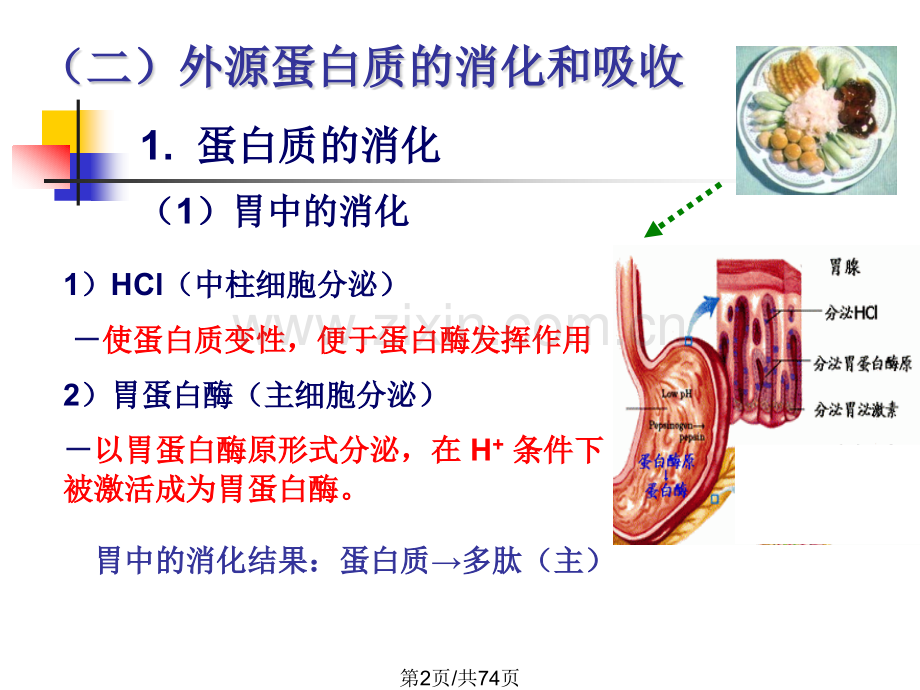 蛋白质降解和氨基酸分解代谢.pptx_第2页