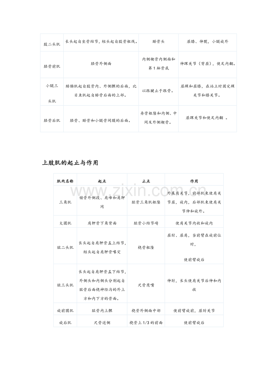 肌肉的起点与作用.doc_第3页