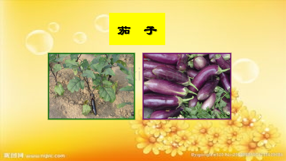 第四章--番茄.ppt_第3页