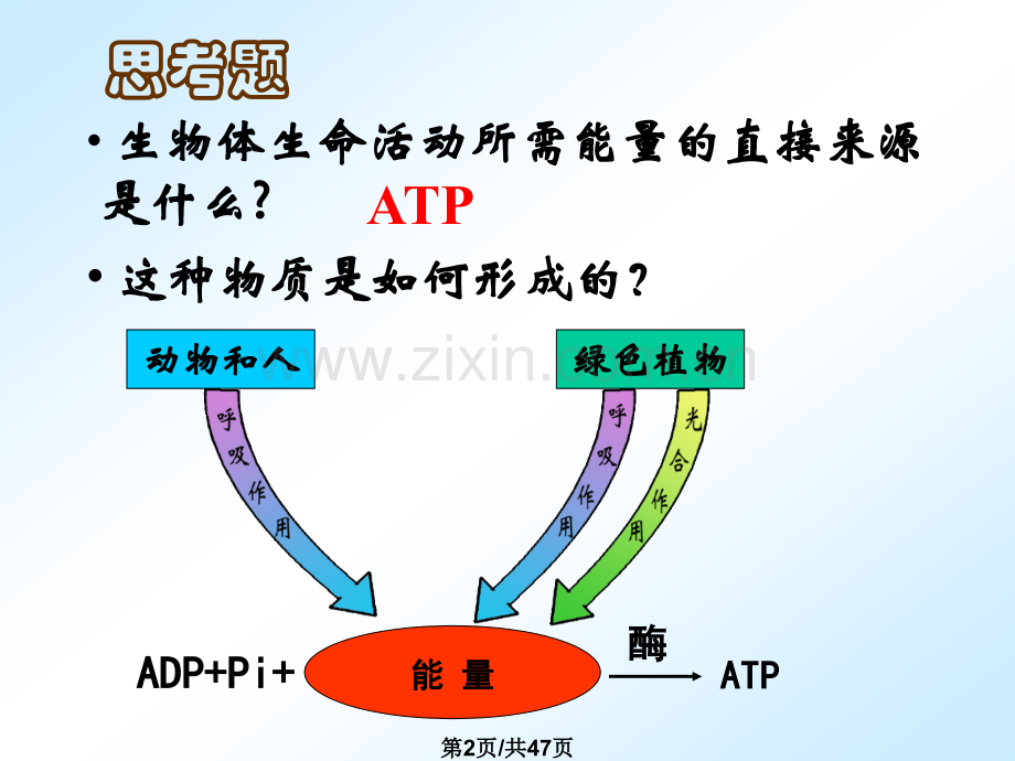 ATP主要来源细胞呼吸1.pptx_第2页