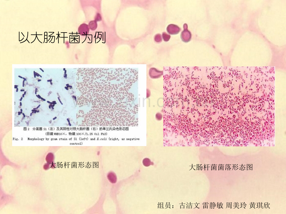 从细胞形态结构分析细菌与放线菌12科五第一组.pptx_第3页