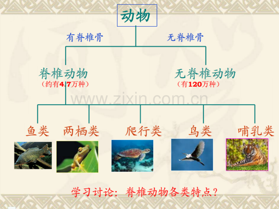 2221脊椎动物鱼类两栖类和爬行类.pptx_第2页