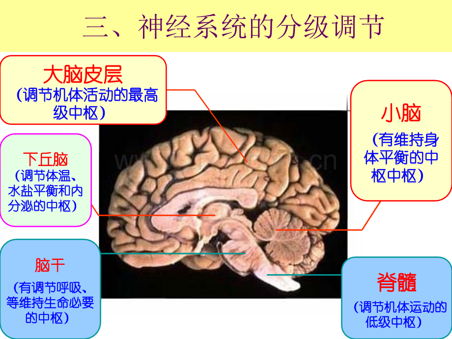 通过神经系统的调节第2课时.pptx_第3页