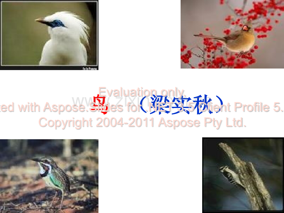 人教版七年级语文上册鸟.pptx_第2页