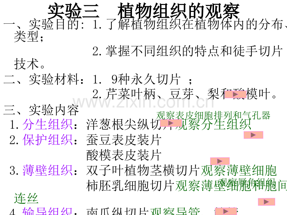 植物实验切片观察.pptx_第3页