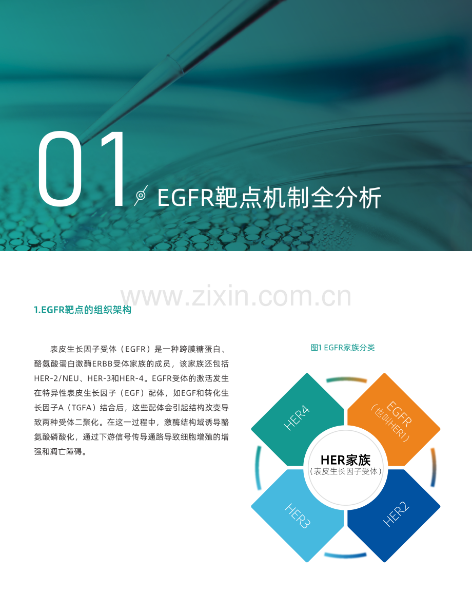 EGFR靶向治疗药物浅析报告.pdf_第3页