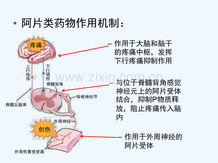 强阿片类药物的比较.ppt_第3页