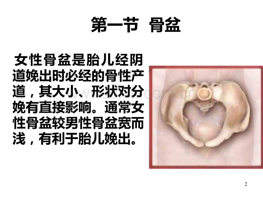 女性生殖系统解剖.ppt_第2页