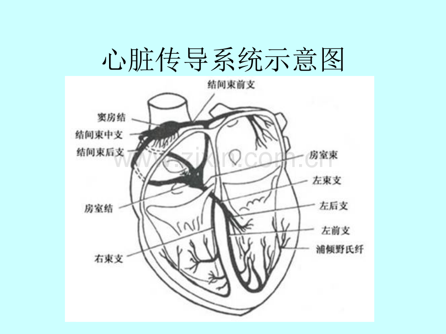 快速性心律失常的急诊处理ppt课件.ppt_第2页