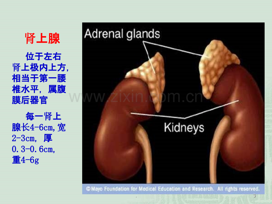 库欣综合征.ppt_第3页