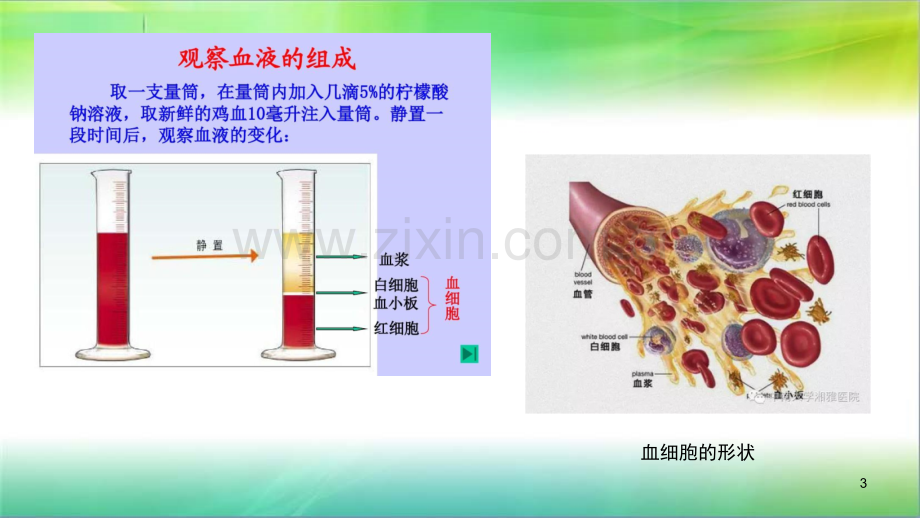 学前儿童卫生学循环系统.ppt_第3页