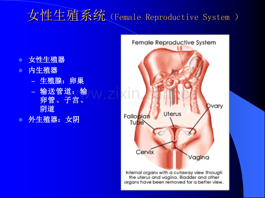 女性生理卫生ppt课件.ppt_第2页