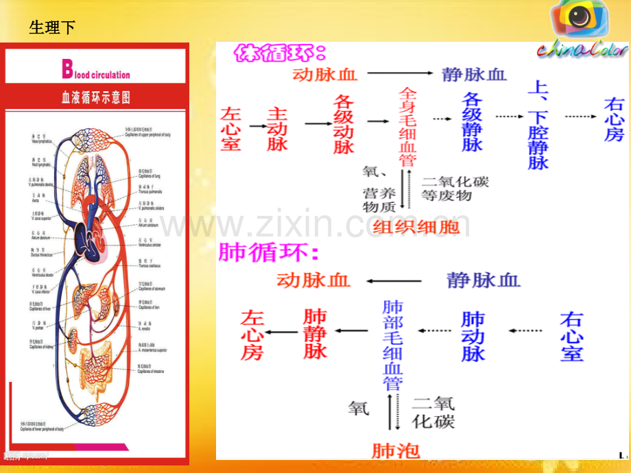 放血排瘀疗法.ppt_第3页