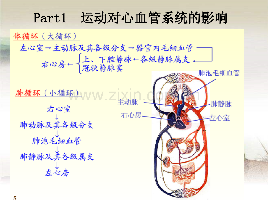 康复医学概论4-运动的生理学基础.ppt_第2页