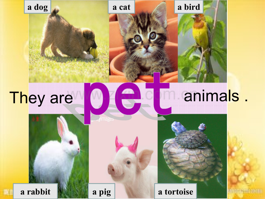 川教版四年级上册Lesson5-My-pet-dog.ppt_第2页