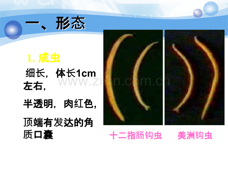 寄生虫钩虫.ppt_第3页