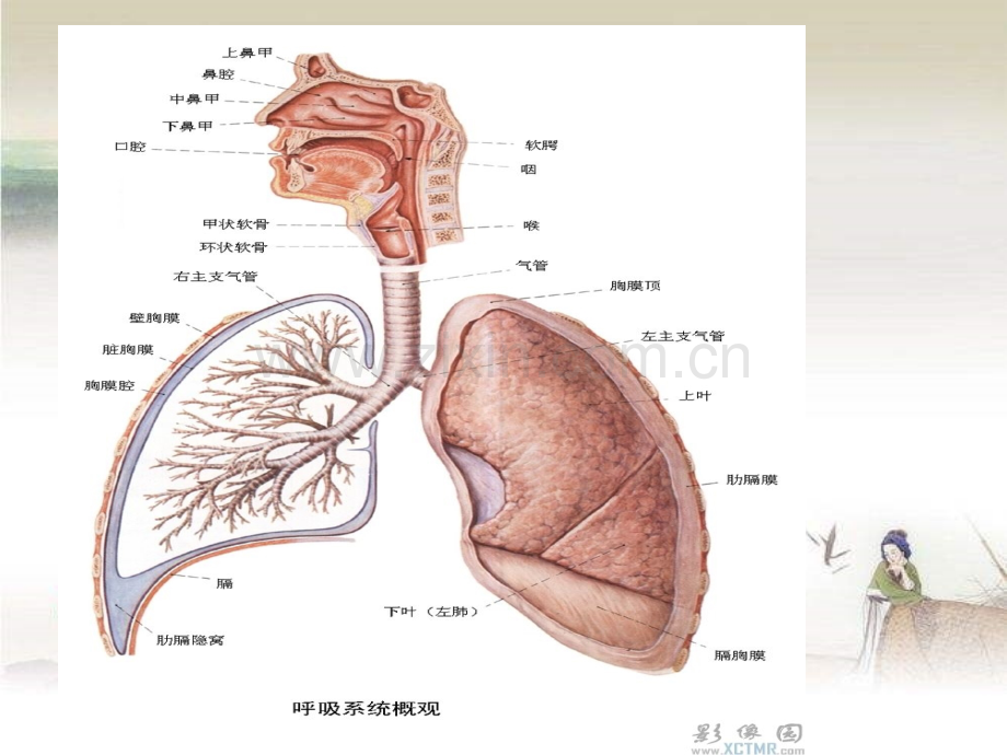 急性上呼吸道梗阻.ppt_第3页