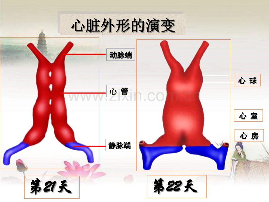 小儿循环系统解剖特点.ppt_第3页