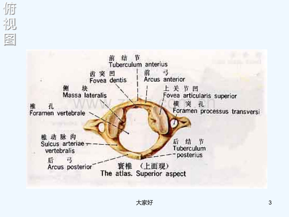 寰椎-解剖学部位.ppt_第3页