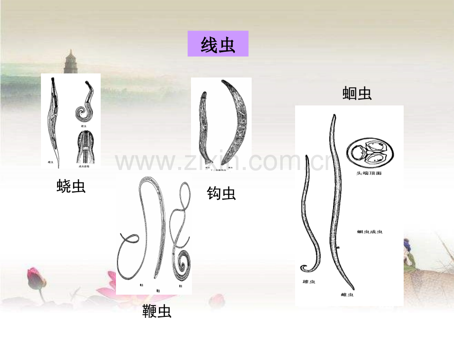 抗寄生虫药物.ppt_第2页